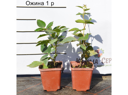 Саджанці ожини 1 річні 