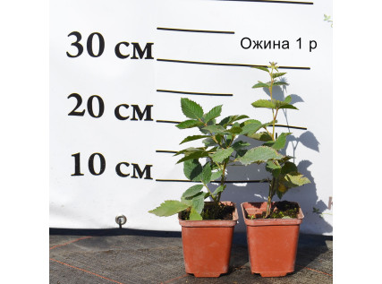 Саджанці ожини 1 річні 