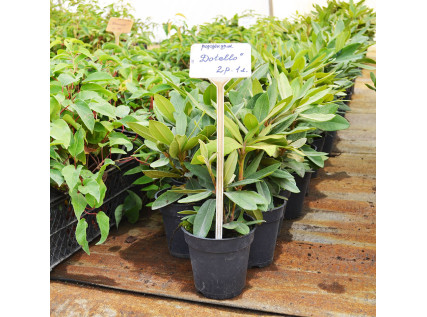 Рододендрон