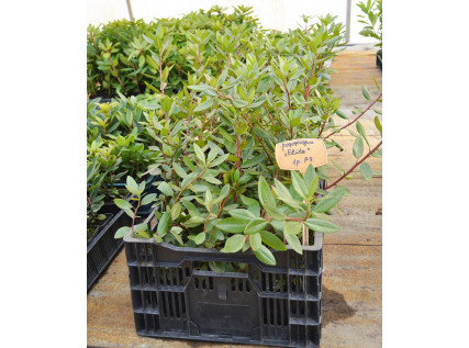 Рододендрон