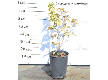 Саджанці смородини контейнер 7 л
