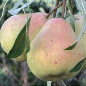 Саженцы груши зимней сорт Жак Телье, подвой ВА-29