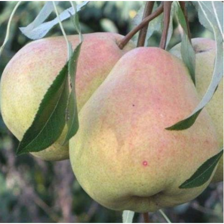 Саженцы груши зимней сорт Жак Телье, подвой ВА-29