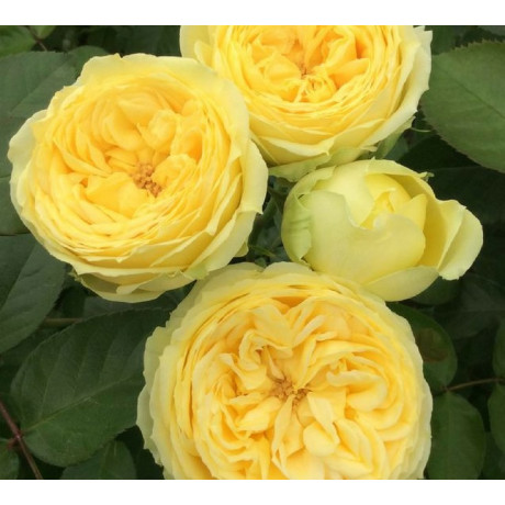 Троянда спрей сорт Каталіна