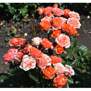 Саджанці троянд сорт Клемантіно Саджанці троянд сорт Клемантіно