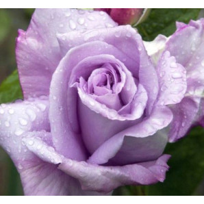 Саджанці троянд сорт Бузковий туман Саджанці троянд сорт Бузковий туман