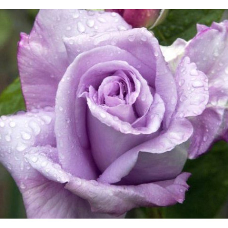 Саджанці троянд сорт Бузковий туман