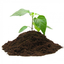 Верховий торф для росин