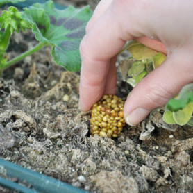 Добриво Osmocote Exact Tablet 14+8+11+2+TE,1 таблетка