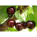  Черешня рання сорт Ван Компакт, підщепа магалєпка