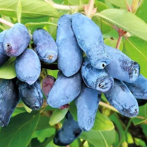 Жимолость Восторг 1 річна, конт. Р9