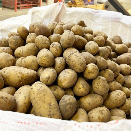 Семенной картофель Юлинка (Julinka), 70-90 дней, 2 репродукция