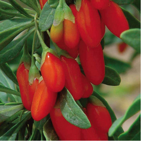 Годжи сорт Свит лайфбери 2 летний, конт. 5 л Годжи сорт Свит лайфбери 2 летний, конт. 5 л