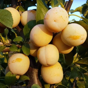 Саджанці сливи сорт Жовта Афаска Саджанці сливи сорт Жовта Афаска