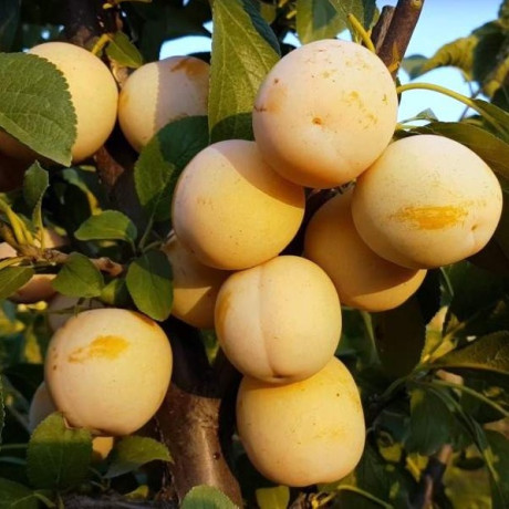 Саджанці сливи сорт Жовта Афаска