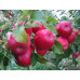 Яблоня зимняя сорт Айдаред, подвой 54-118