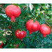 Саджанці гранату сорт Ак-дона 1 річні, конт. Р9