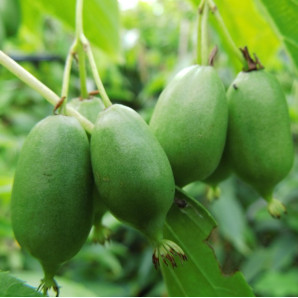 Актинидия остролистая сорт Исаи 1 летняя, конт. P9