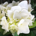 Гортензия Alba 1 летняя, конт. P9