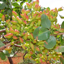 Саджанці фісташки сорт Альбіна, конт. 0.8 л