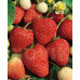 Клубника сорт Аллегро, класс А+