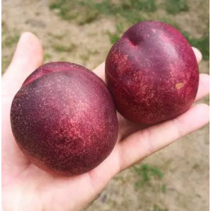 Нектарин сорт Али Топ (средне-позднего срока созревания) Нектарин сорт Али Топ (средне-позднего срока созревания)