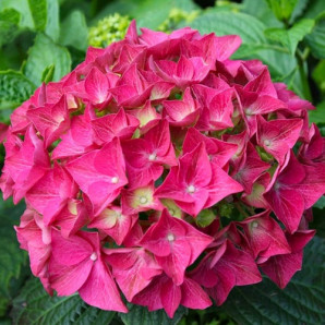 Гортензия Альпенглюхен 1 летняя, конт. P9 Гортензия Альпенглюхен 1 летняя, конт. P9