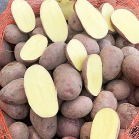 Семенной картофель Алюэтт, 80-90 дней, 2 репродукция Семенной картофель Алюэтт, 80-90 дней, 2 репродукция