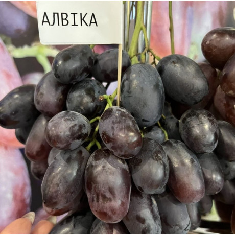 Виноград сорт Алвика, полуупакованный