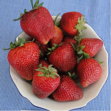 Клубника сорт Амарант Нива в кассетах, 84 ячейки Клубника сорт Амарант Нива в кассетах, 84 ячейки