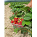 Клубника сорт Амарант Нива в кассетах, 84 ячейки