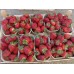Клубника сорт Амарант Нива в кассетах, 84 ячейки