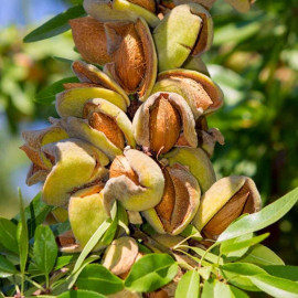 Мигдаль сорт Амаретто 1 річний