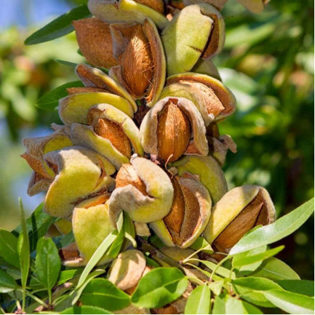 Мигдаль сорт Амаретто 1 річний