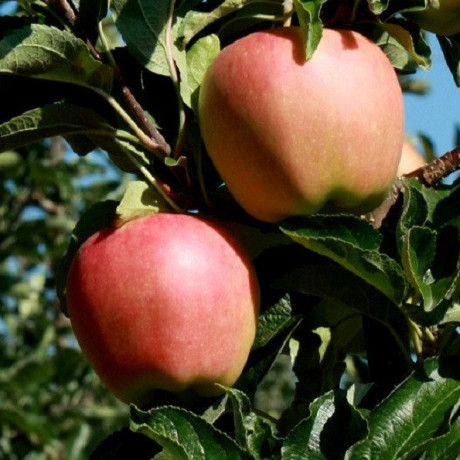 Яблуня зимова сорт Амброзія, підщепа 54-118 Яблуня зимова сорт Амброзія, підщепа 54-118