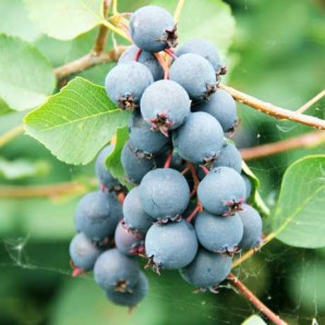 Ірга сорт Амела 2 річна, конт. 1.5 л Ірга сорт Амела 2 річна, конт. 1.5 л