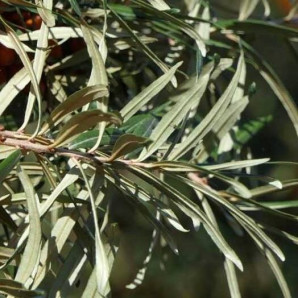 Саджанці обліпихи чоловічої сорт Андрес (Andres) 1 річні, напівупакувані Саджанці обліпихи чоловічої сорт Андрес (Andres) 1 річні, напівупакувані