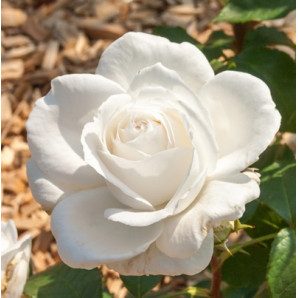 Саджанці троянд сорт Annapurna (Аннапурна) Саджанці троянд сорт Annapurna (Аннапурна)