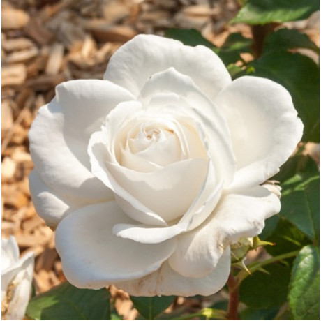 Саджанці троянд сорт Annapurna (Аннапурна)