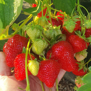 Клубника сорт Априка в кассетах, 28 ячеек