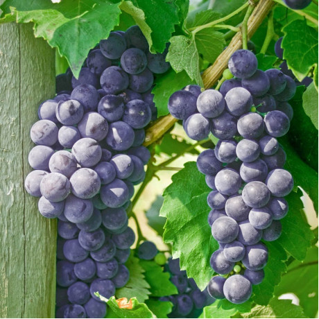 Виноград сорт Арандел Виноград сорт Арандел