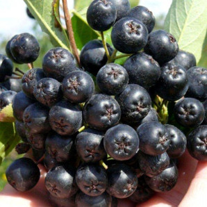 Арония Викинг 2 летняя, конт. 1.5 л Арония Викинг 2 летняя, конт. 1.5 л