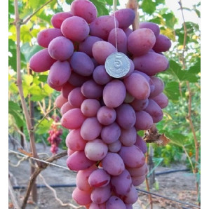 Виноград сорт Атаман, полуупакованный