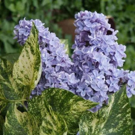 Бузок Aucubaefolia 1 річний, конт. P9 Бузок Aucubaefolia 1 річний, конт. P9