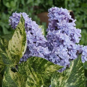 Сирень Aucubaefolia 1 летняя, конт. P9 Сирень Aucubaefolia 1 летняя, конт. P9