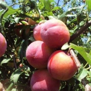 Алича (диплоїдна слива) сорт Аутумн Гігант, підщепа алича