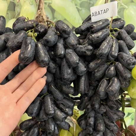 Виноград сорт Кишмиш Аватар, полуупакованный