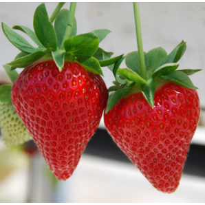 Клубника сорт Свит Энн, класс А