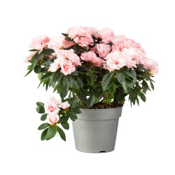 Саженцы азалии купить в Украине Саженцы азалии купить в Украине