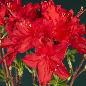 Азалия сорт Doloroso 1 летняя, in vitro (полуупакованая) Азалия сорт Doloroso 1 летняя, in vitro (полуупакованая)